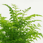 Asplenium Parvati - 35cm, Nahaufnahme der gekräuselten Blattränder