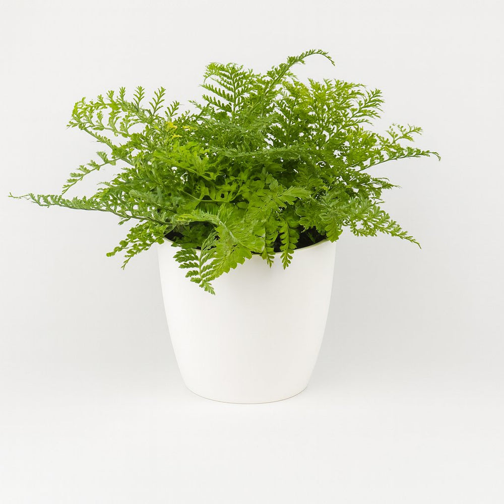 Asplenium Parvati - 40cm im Ø21cm Topf in einem modernen Studio