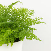 Asplenium Parvati - 40cm, Nahaufnahme der buschig wachsenden Wedel
