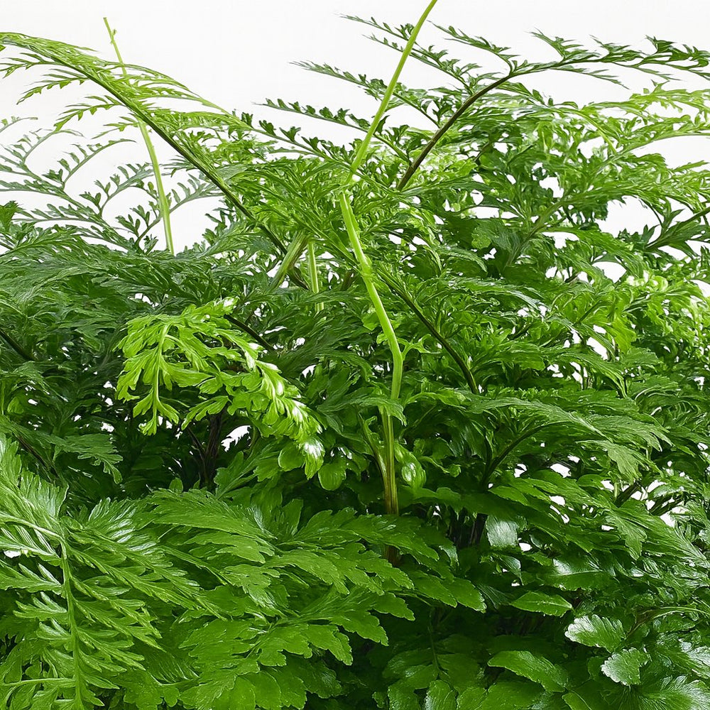 Asplenium Parvati - 50cm, Nahaufnahme der tiefgrünen ausladenden Blätter
