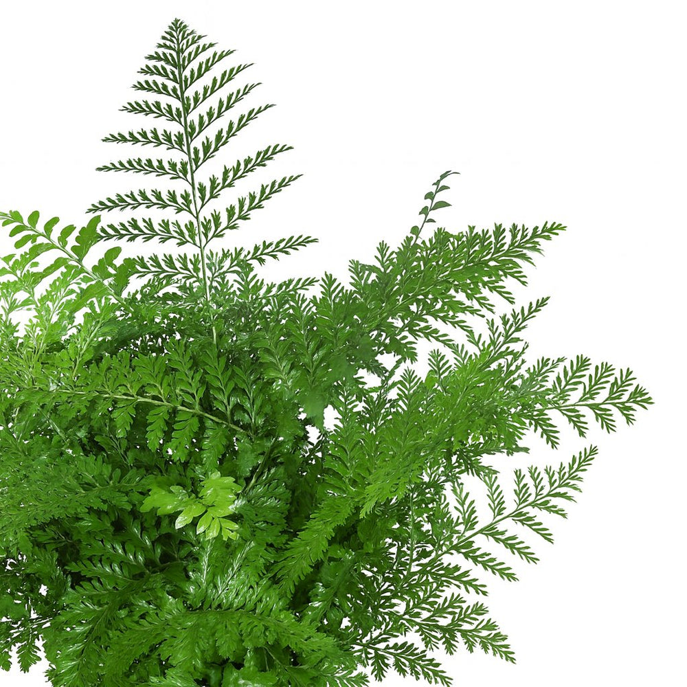 Asplenium Parvati - 55cm, Nahaufnahme der eleganten Farnstruktur