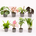 Babypflanzen-Überraschungsbox (8 Stück) - 5cm in einem modernen Studio mit modernem Topf