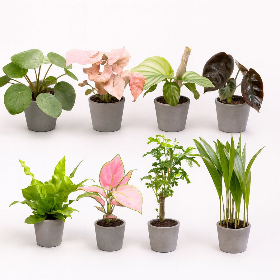 Babypflanzen-Überraschungsbox (8 Stück) - 5cm in einem modernen Studio mit modernem Topf
