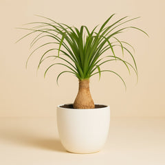 Beaucarnea Nolina - 60cm