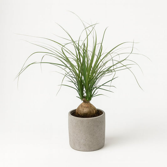 Beaucarnea Nolina Recurvata - 45cm
