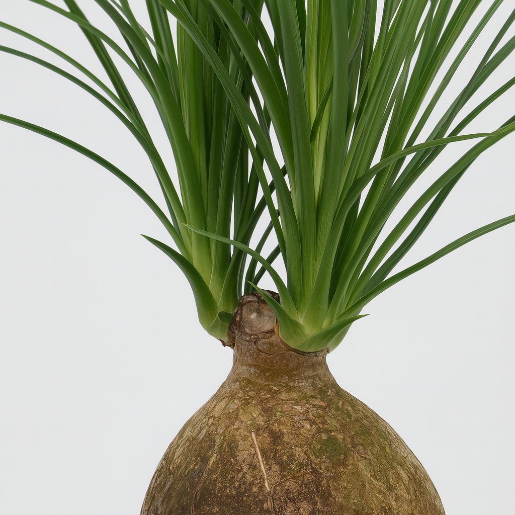 Beaucarnea Nolina Recurvata - 45cm