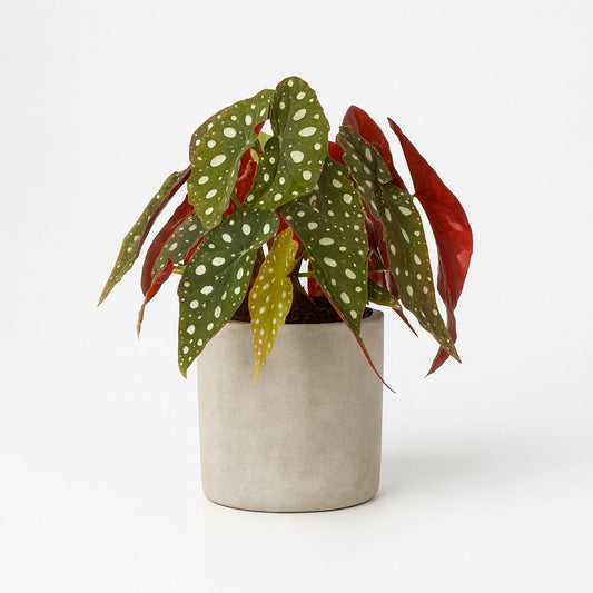Begonia Blad Maculata Wightii - 20cm