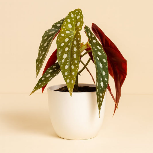 Begonia Blad Maculata Wightii - 20cm