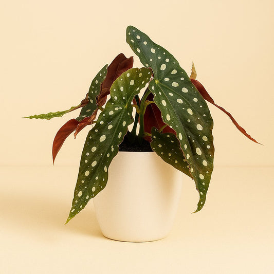 Begonia Maculata - 20cm