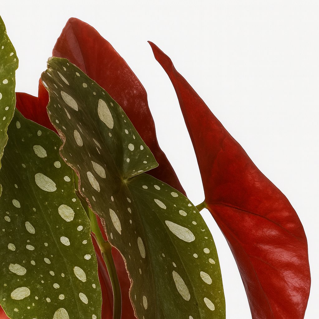 Begonia Blad Maculata Wightii - 20cm