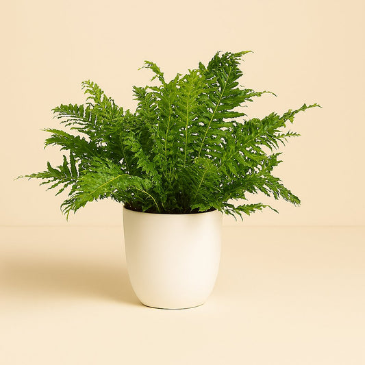 Blechnum Silver Lady - 50cm