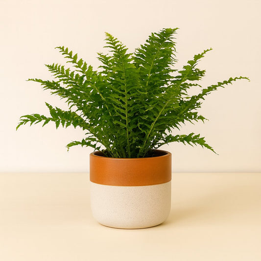 Blechnum Silver Lady - 50cm