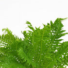 Blechnum Silver Lady