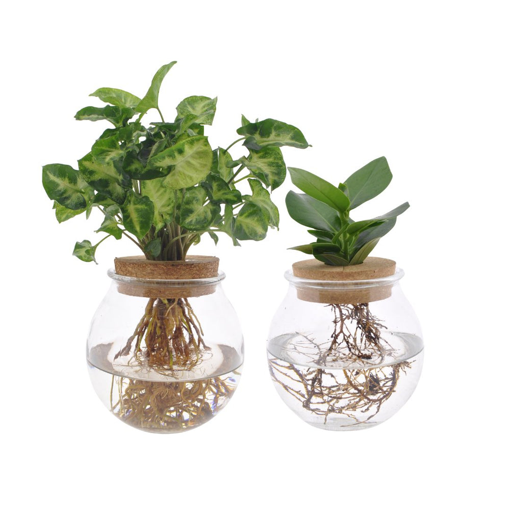 Bolglas Duo Clusia/Syngonium Green - 2 Stück - 30cm in einem modernen Studio mit modernem Topf