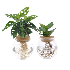 Bowlglas-Duo Monstera Adansonii/Clusia - 30 cm