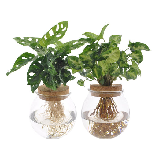Bowlglas-Duo Monstera Adansonii/Syngonium Green - 12-30cm