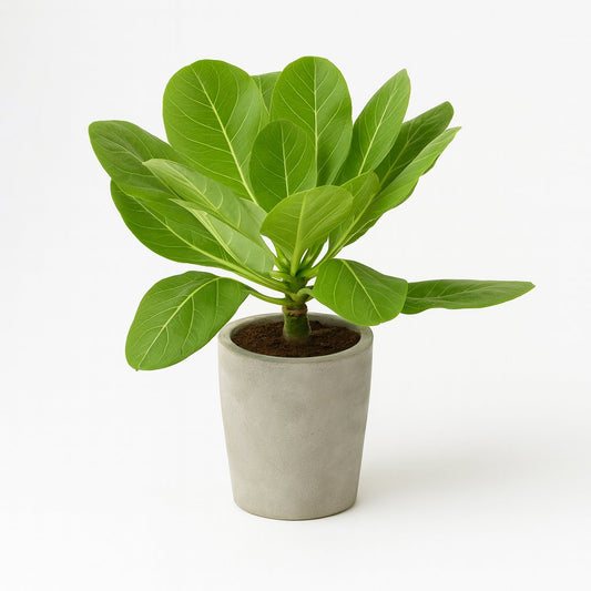 Brighamia Insignis - 37cm