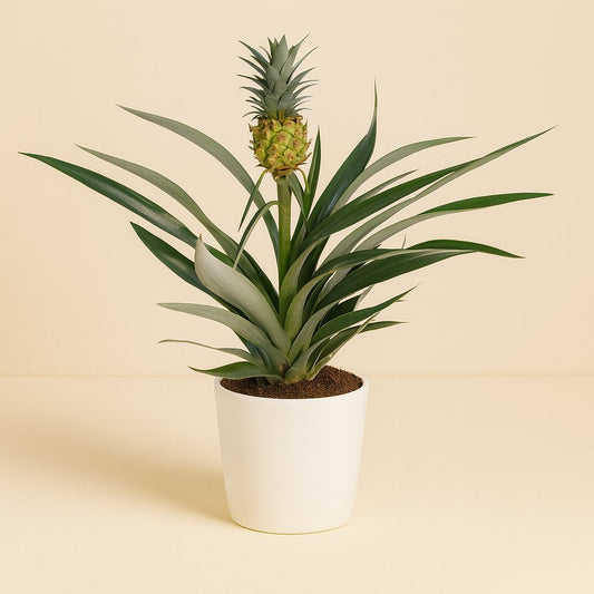 Bromelia Ananas - 30cm