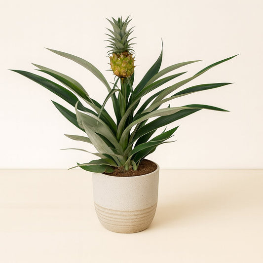 Bromelia Ananas - 30cm