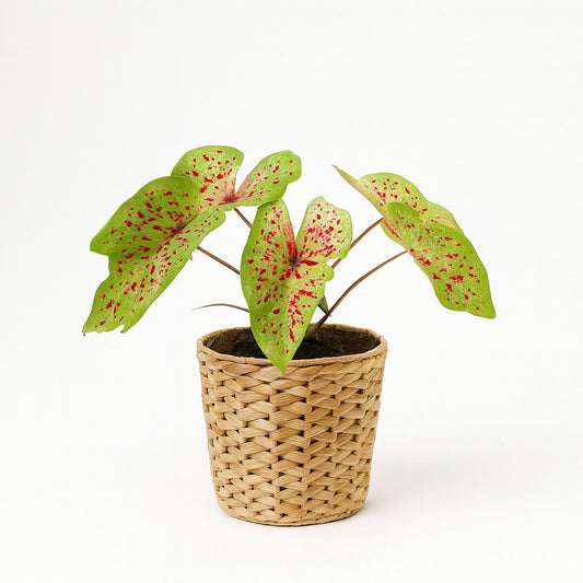 Caladium Miss Muffet - 25cm