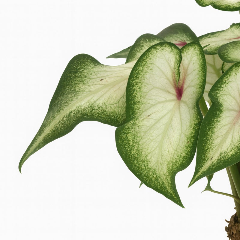 Caladium Wit Detail