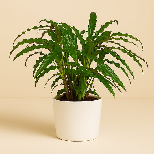 Calathea Bluegrass - 65cm