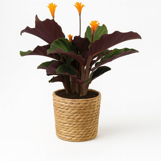 Calathea Crocata - 40cm