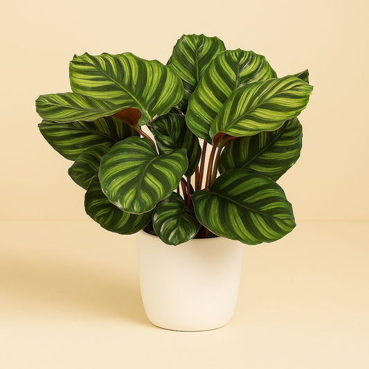 Calathea Fasciata - 50cm