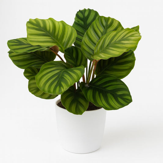 Calathea Fasciata - 50cm