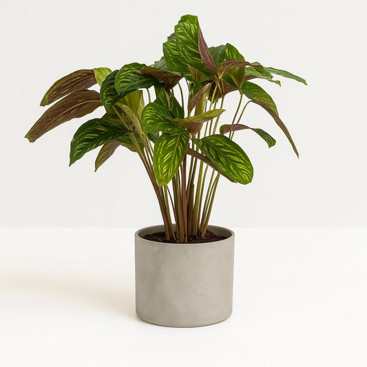 Calathea Flamestar - 75cm
