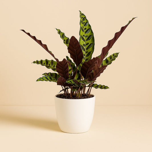 Calathea Insignis - 50cm