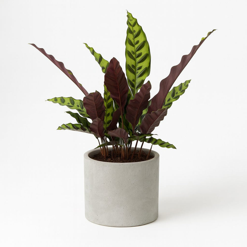 Calathea Lancifolia