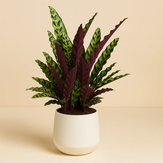 Calathea Lancifolia - 70cm