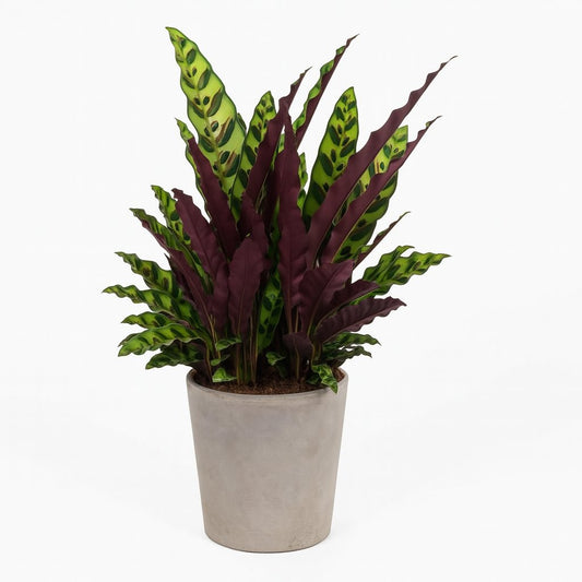 Calathea Lancifolia - 70cm
