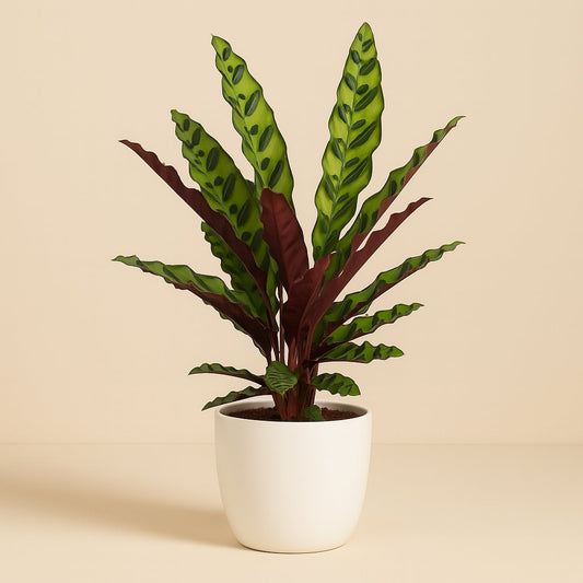 Calathea Lancifolia Insignis - 45cm