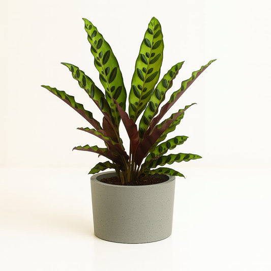 Calathea Lancifolia Insignis - 45cm