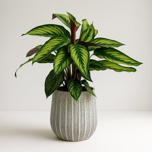 Calathea Majestica Princeps - 45cm
