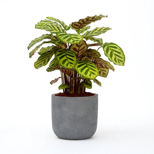 Calathea Makoyana - 45cm
