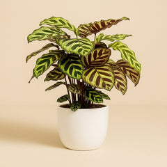 Calathea Makoyana - 55cm