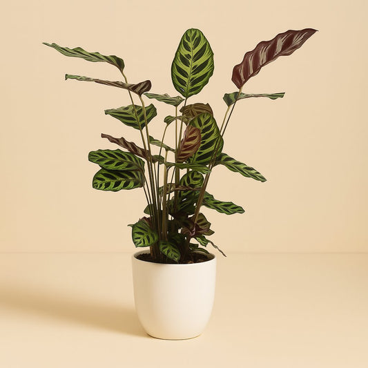 Calathea Makoyana - 70cm