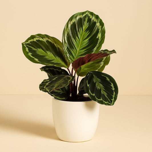 Calathea Medallion - 45cm