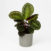 Calathea Medallion 45cm im 14cm Topf in einem modernen Studio mit modernem Topf