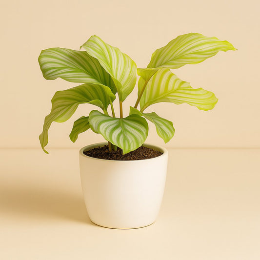 Calathea Orbifolia - 25cm