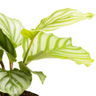 Calathea Orbifolia 25cm im 12cm Topf Nahaufnahme