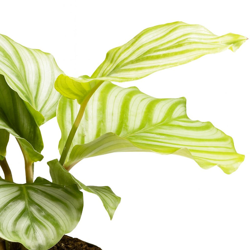 Calathea Orbifolia Detail
