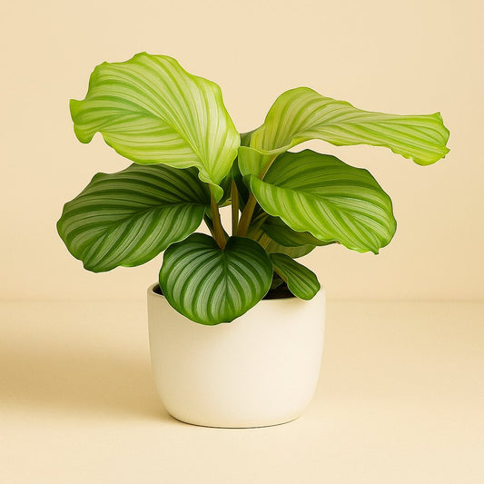 Calathea Orbifolia - 45cm