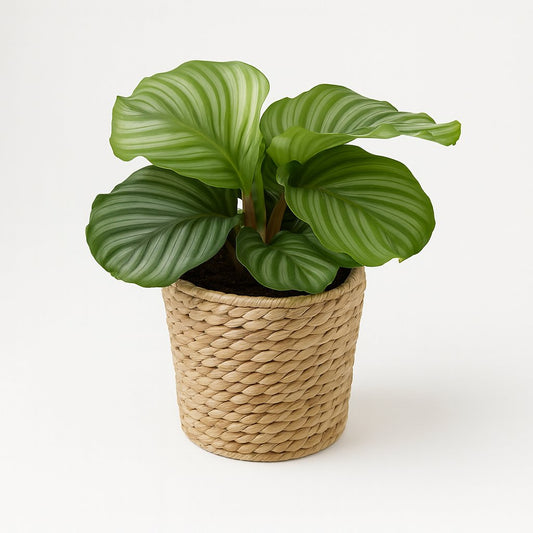 Calathea Orbifolia - 45cm