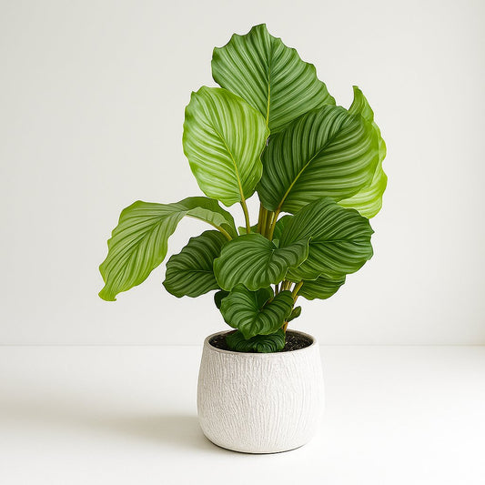 Calathea Orbifolia - 60cm