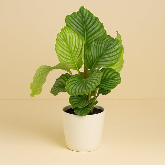 Calathea Orbifolia - 60cm