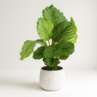 Calathea Orbifolia 60cm im 17cm Topf